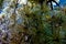 Closeup of ice encrusted evergreen boughs