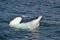 Closeup of iceberg chunk floating in bay outside St. John\\\'s