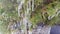 Closeup of icicle bunch. Evergreen thuja bush with green branches covered by transparent icicles shining in sunlight light.