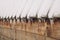 Closeup of icicles hanging on a wooden rooftop of a rural house covered with snow