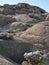 Closeup of iconic desert rock formations and plants with diverse textures
