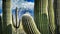 Closeup iconic Saguaro cacti frame distant Saguaro and mountain snow
