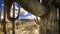 Closeup iconic Saguaro and distant Catalina Mountains on the horizon