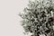 Closeup if silver leaves and branches of olive tree. Detail of Olea europaea plant againts beige wall. Empty copy space