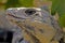 Closeup of iguana