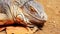 Closeup of iguana or lizard head on yellow sand