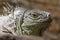 Closeup of an iguana reptil face 2