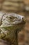 Closeup of an iguana reptil face 3