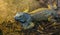 Closeup of a iguana, tropical lizard from America, popular pet in herpetoculture