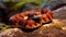 Closeup image of an Adder Snake. Wildlife image of a red snake. Portrait of an orange snake with a beautiful pattern crawling on a