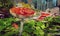 Closeup image of amanita muscaria mushrooms in a forest environment.