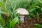 Closeup image of Amanita Pantherina or Fly agaric