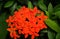 Closeup image of beautiful orange spike flowers