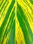 closeup image of beautiful variegated canna lily leaf motif