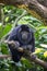 The closeup image of black howler monkey (Alouatta caraya).