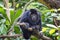 The closeup image of black howler monkey (Alouatta caraya).