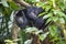 The closeup image of black howler monkey (Alouatta caraya).