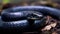 Closeup image of a Black Rat Snake. Wildlife image of a beautiful black snake. Portrait of a black snake with black eyes crawling