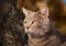 Closeup image of a blue tabby cat up in a tree