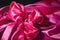 A closeup image of a bright magenta silk fabric dd artfully in a bow. Trendy color of 2023 Viva Magenta.. AI generation