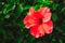 Closeup image of bright vivid red hibiscus flower