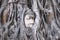 Closeup image of the buddha image inside the Bodhi tree roots in Ayutthaya