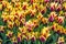 Closeup image of burgundy and yellow tulips