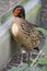 The closeup image of Cabot`s tragopan