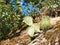 Closeup image of Cactus on a huge rock