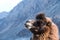 Closeup image of a camel with mountain