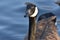 Closeup image of a Canadian Goose