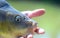 Closeup image of a carp being held by a fisherman