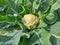 Closeup image of cauliflower plants in the field