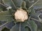 Closeup image of cauliflower plants in the field