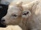 A closeup image of a Charolais calf