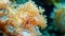 A closeup image of a coral reef with bleached and dying coral polyps due to overgrowth of algae highlighting the impact