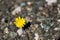 Closeup image of dandelion growing up from the gravel