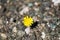 Closeup image of dandelion growing up from the gravel