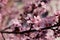 Closeup image of delicate spring pink blossom of tree prunus on little branch, blooming, leaves, warm colors, blurry