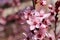 Closeup image of delicate spring pink blossom of tree prunus on little branch, blooming, leaves, warm colors, blurry background, c
