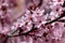 Closeup image of delicate spring pink blossom of tree prunus on little branch, blooming, leaves, warm colors, blurry background, c