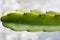 Closeup image of euphorbia ingens cactus trees. Euphorbia aggregata cactus from South Africa. Euphorbia trigona, cathedral cactus