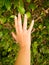 Closeup image of female hand gently touching leaves on the tree top