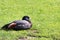 Closeup image of a female Paradise Shelduck