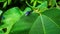 A closeup image of a fly resting on a green leaf