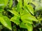 Closeup image of fresh green tea bush on the highland plantation at Sri Lanka