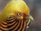 A closeup image of a glorious Golden Pheasant.