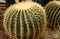 Closeup image of Golden barrel cactus echinocactus grusonii Echinocactus. Quills and prickly cactus spines