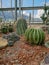 Closeup image of Golden barrel cactus echinocactus grusonii Echinocactus. Quills and prickly cactus spines. Very dangerous