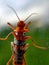 A closeup image of a grasshopper on a window. The window allows the viewer to see the minuscule details of the underside of a